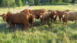 novedades-para-solicitar-las-ayudas-de-la-pac-1920