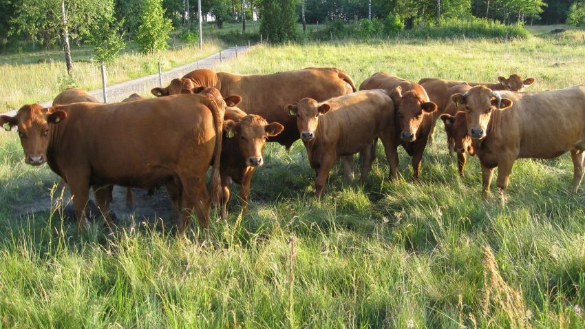 novedades-para-solicitar-las-ayudas-de-la-pac-1920