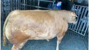 una-vaca-de-record-1920