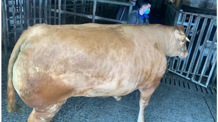 una-vaca-de-record-1920