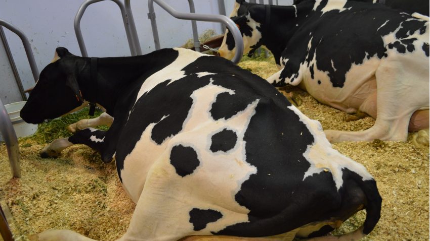 7-de-cada-10-litros-de-leche-producidos-en-galicia-son-de-explotaciones-que-destacan-por-el-bienestar-animal-1920