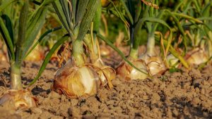 el-huerto-en-mayo-1920