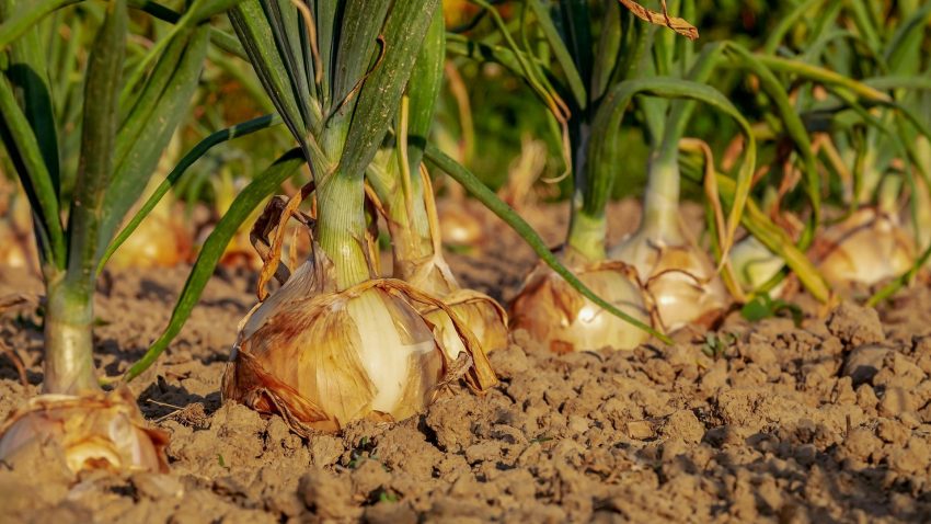 el-huerto-en-mayo-1920