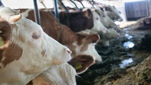 ayudas-para-reducir-el-consumo-energetico-en-las-explotaciones-agrarias-1920