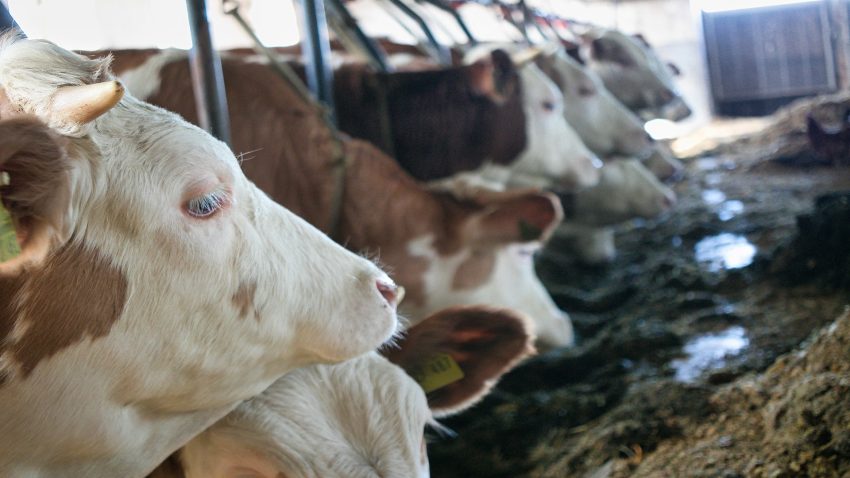 ayudas-para-reducir-el-consumo-energetico-en-las-explotaciones-agrarias-1920