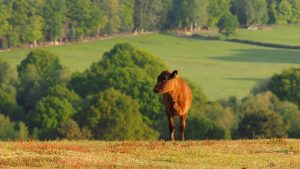 el-70-de-la-poblacion-mundial-se-alimenta-de-la-agricultura-familiar-1920