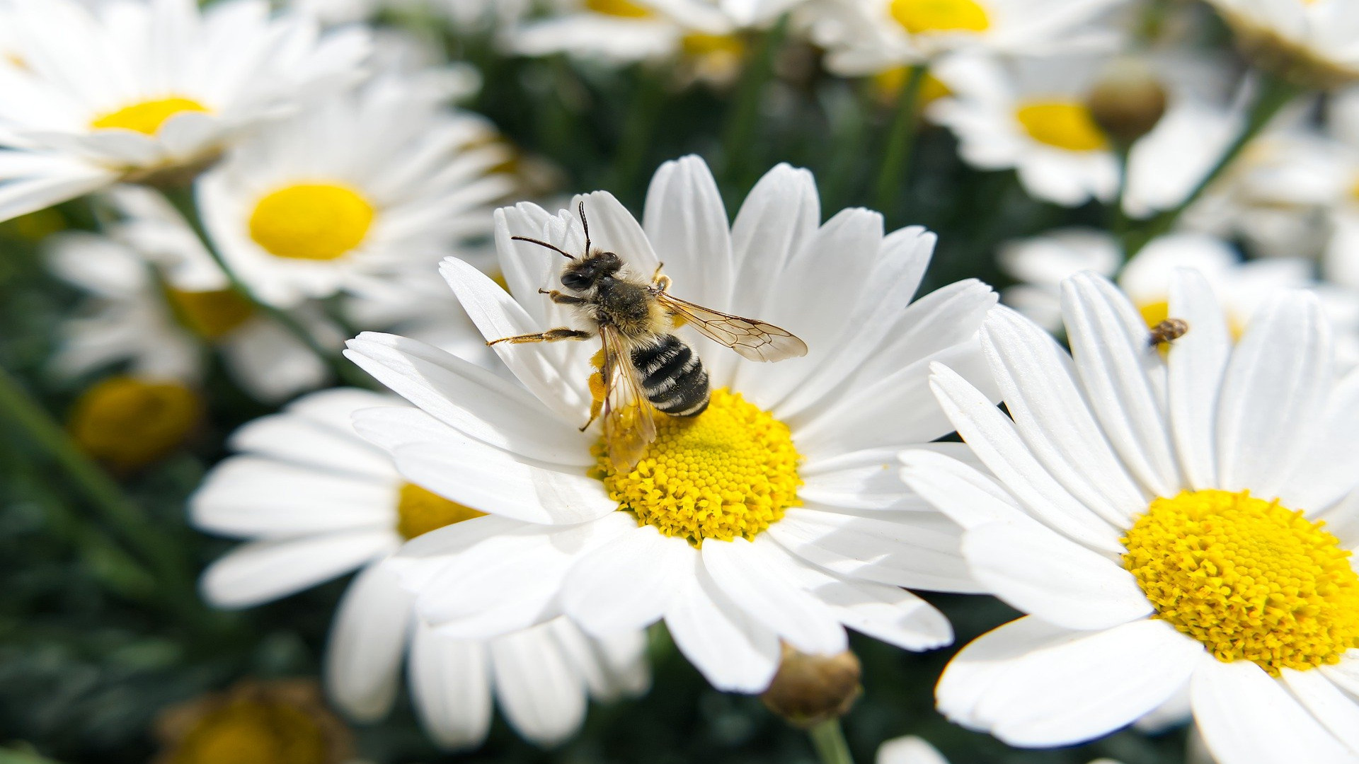 las-abejas-declaradas-como-el-ser-vivo-mas-importante-del-planeta-1920