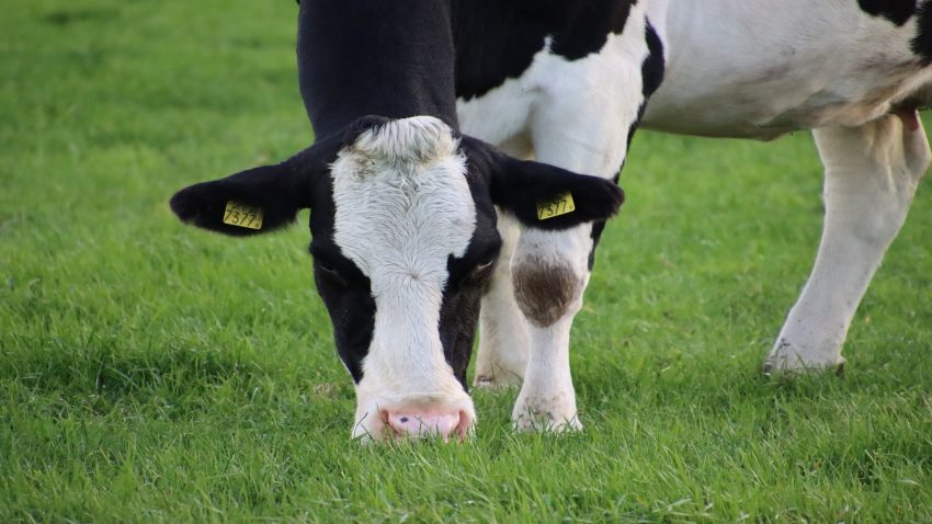 proyecto-europeo-sobre-las-tecnicas-de-pastoreo-en-el-que-participa-galicia-1920