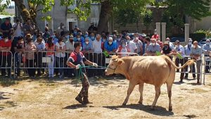 se-vende-en-adai-una-novilla-de-raza-rubia-gallega-por-3950-euros-1920