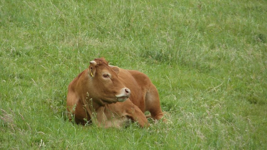 autorizados-el-pago-de-los-anticipos-de-la-pac-2021-a-partir-del-16-de-octubre-1920