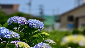 cuidado-con-lo-que-plantamos-en-el-jardin-o-metemos-dentro-de-casa-1920