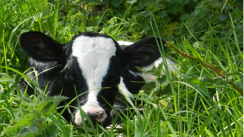 galicia-producira-semen-sexado-permitiendo-elegir-el-sexo-del-ternero-1920