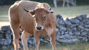 la-conselleria-do-medio-rural-solicita-que-galicia-sea-declarada-zona-libre-de-tuberculosis-bovina-1920