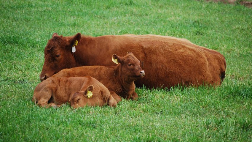 las-provincias-con-mas-granjas-y-hectareas-de-cultivo-son-lugo-y-ourense-1920