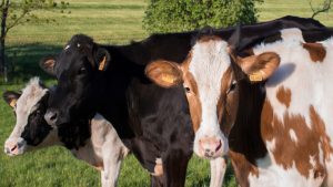 se-podran-solicitar-las-ayudas-del-programa-cultiva-hasta-el-5-de-agosto-1920