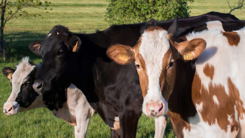 se-podran-solicitar-las-ayudas-del-programa-cultiva-hasta-el-5-de-agosto-1920