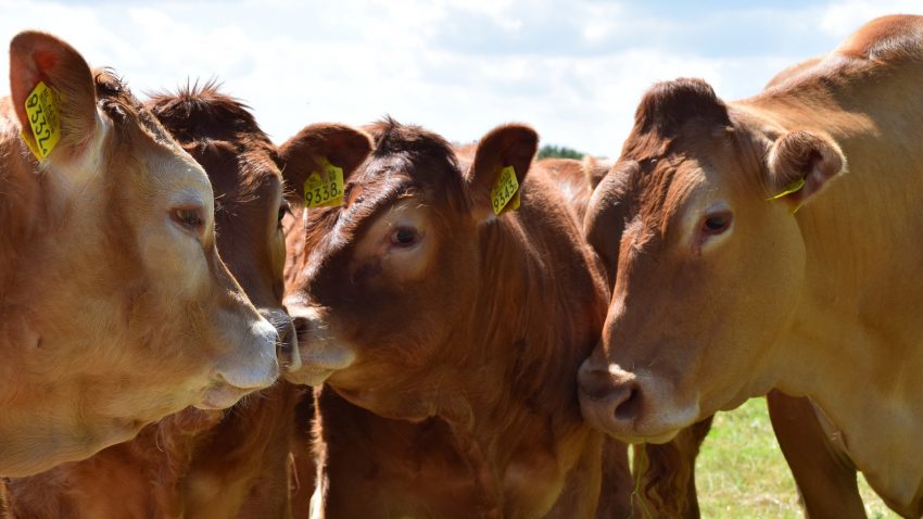anuladas-las-ferias-de-ganado-de-friol-pedrafita-deo-cebreiro-y-castro-de-ribeiras-de-lea-pero-fonsagrada-mantiene-la-cita-1920