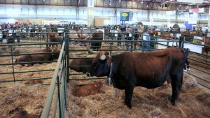 del-3-al-5-de-septiembre-se-celebra-abanca-semana-verde-de-galicia-1920