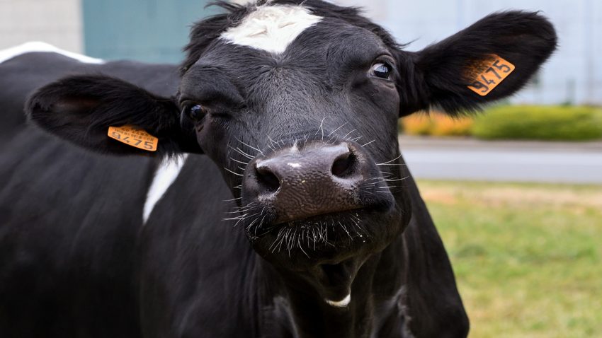 las-vacas-gallegas-son-de-gran-calidad-segun-la-jueza-internacional-martine-lambot-1920