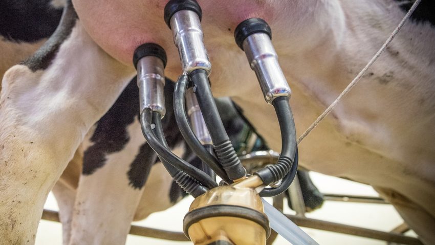 revisiones-de-la-maquina-de-ordenho-1920