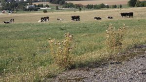 Desde-ayer-la-Xunta-paga-los-anticipos-de- la-PAC