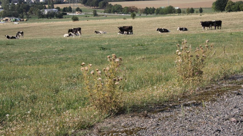 Desde-ayer-la-Xunta-paga-los-anticipos-de- la-PAC