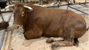 record-historico-en-el-precio-de-una-vaca-de-raza-rubia-galega-1920