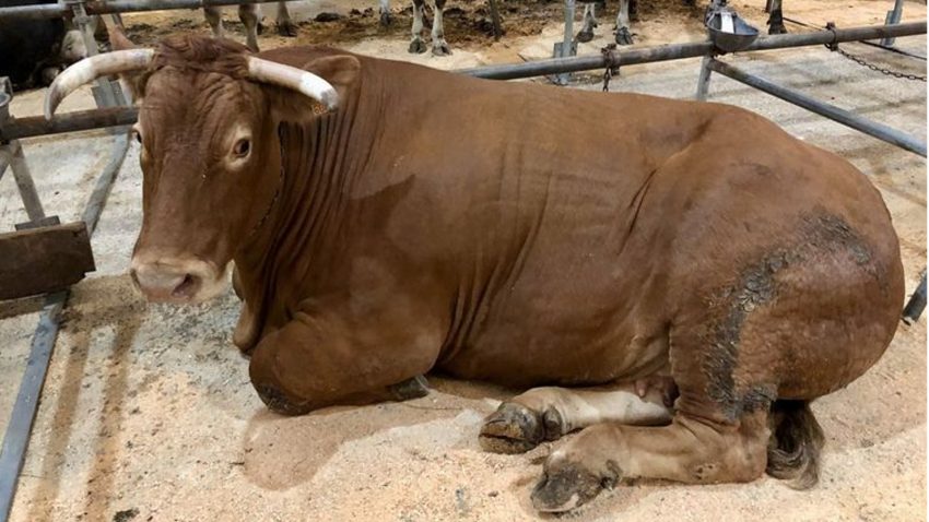 record-historico-en-el-precio-de-una-vaca-de-raza-rubia-galega-1920