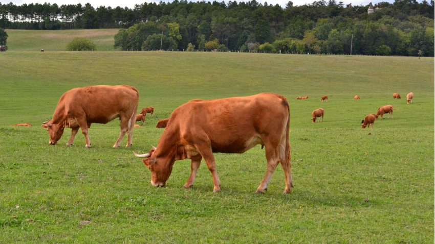 segun el cocinero dabiz munhoz-elegido-mejor-profesional-del-mundo-la-carne-de-kobe-no-es-mejor-que-la-vaca-rubia-gallega-1920.