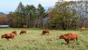 la-raza-rubia-gallega-conquista-a-los-operadores-franceses-1920
