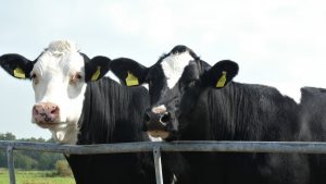 nueva-herramienta-para-realizar-la-compra-venta-de-ganado-online-1920