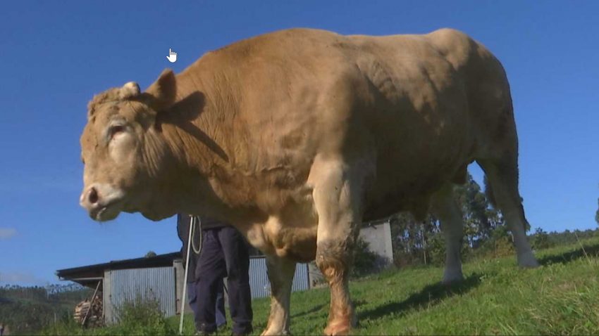 se-llama-libano.y-se-vendio-por-39900-euros-1920