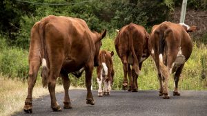 en-castrelo.do-val-se-multara-por-no-recoger-los-excrementos-de-las-vacas-cabras-y-ovejas-1920