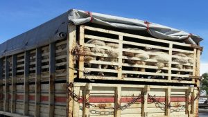 europa-propone-prohibir-el-transporte-de-animales-menores-de-35-dias-1920