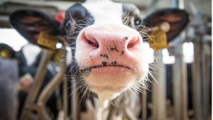 silleda-se-ha-convertido-en-lugar-obligatorio-para-los-mejores-animales-1920