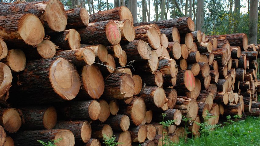 un-lucense-indemnizado-con-204000-euros-por-talarle-3190-arboles-1920