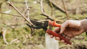 como-afectan-las-fases-lunares-en-la-poda-de-las-vinhas-1920