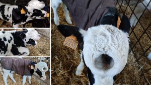 la-peculiar-ternerita-que-nacio-en-la-ganaderia-casa-gabino-1920