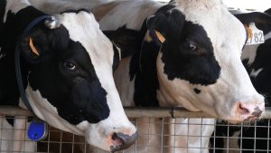 por-la-calidad-de-su-ganado-tres-granjas-lucenses-entre-las-cinco-mejores-del-estado-1920