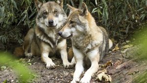 publicadas-las-ayudas-para-las-perdidas-ocasionadas-por-la-fauna-silvestres-1920
