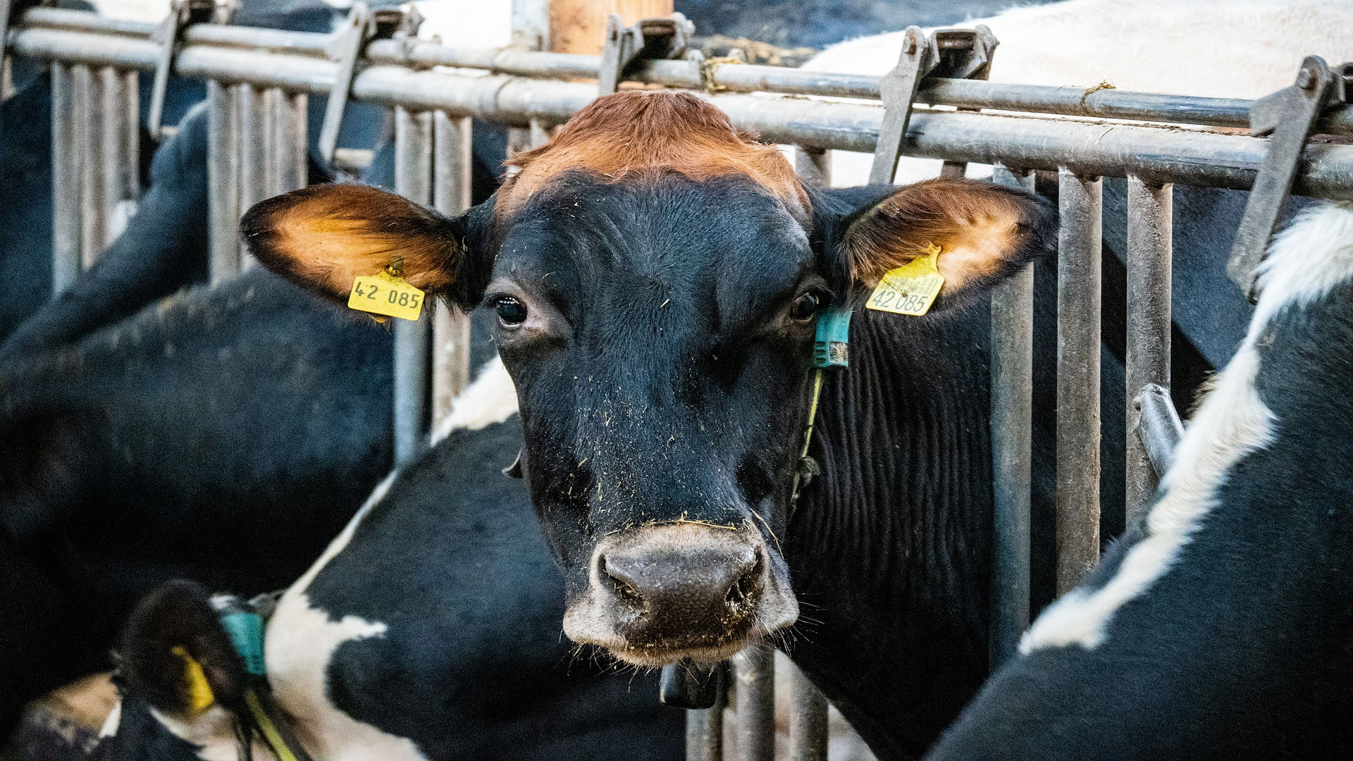 Normas que deberan cumplir las nuevas granjas de vacuno de leche