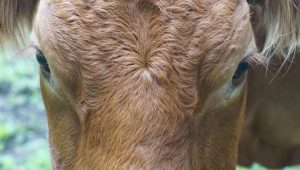 galicia-a-la-vanguardia-en-materia-de-genetica-animal.1920