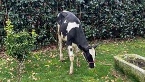 la-ternera-mas-guapa-de-espanha-se-llama-cundins-bombilla-milio-y-es-de-zas-1920