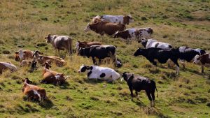 mas-de-13000-euros-para-un-ganadero-al-que-una-industria-lactea-le-cobro-de-mas-1920