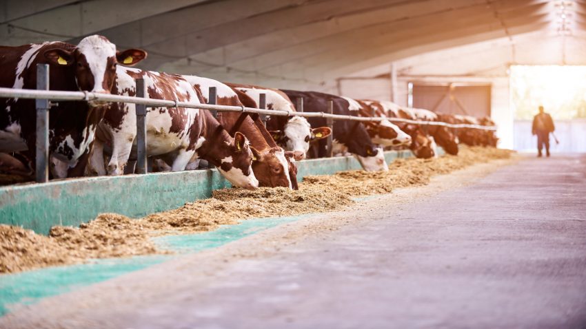 el-consejo-de-ministros-aprueba-ayudas-directas-a-las-ganaderias-de-leche-1920.jpg