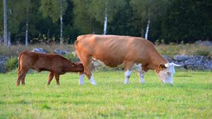 la-nutricion-en-el-periodo-de-transicion-de-vacas-lecheras-tiene-una-importancia-crucial-1920