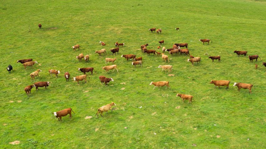 el-sello-de-leche-de-pastoreo-de-galicia-estara-posiblemente-en-el-mercado-en-2022-1920.jpg