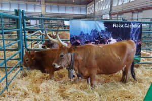 resultados-de-los-concursos-morfologicos-de-las-razas-autoctonas-de-la-semana-verde-1920