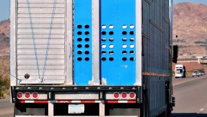 se-activa-el-pla-de-control-de-la-temperatura-en-el-transporte-de-ganado-1920