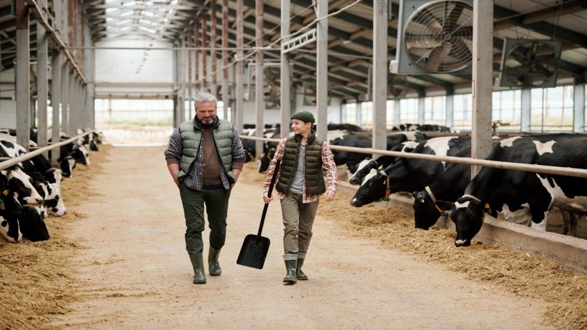 efectos-provocados-por-las-altas-temperaturas-en-las-vacas-1920.jpg